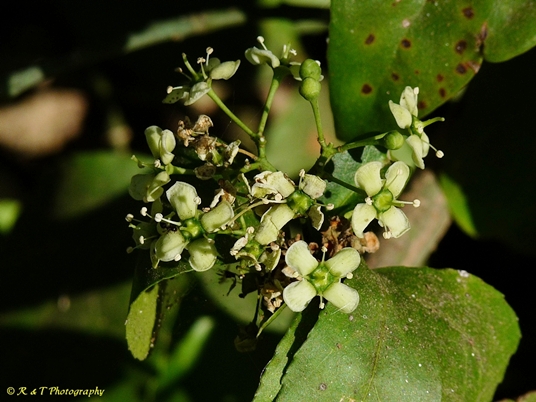 {Euonymus fortunei}